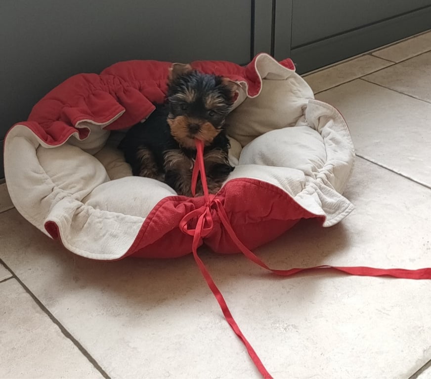 Vente Vienne Poitiers - 86000 - Photos Vivastreet YORKSHIRE TERRIER