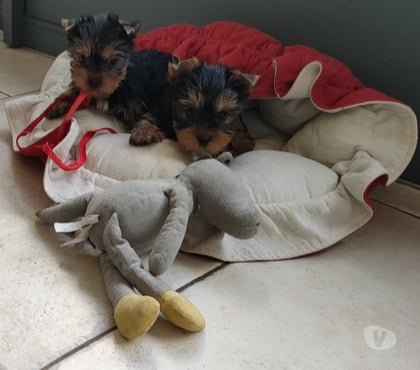 Vente animaux Poitiers Vienne - Photos Vivastreet YORKSHIRE TERRIER