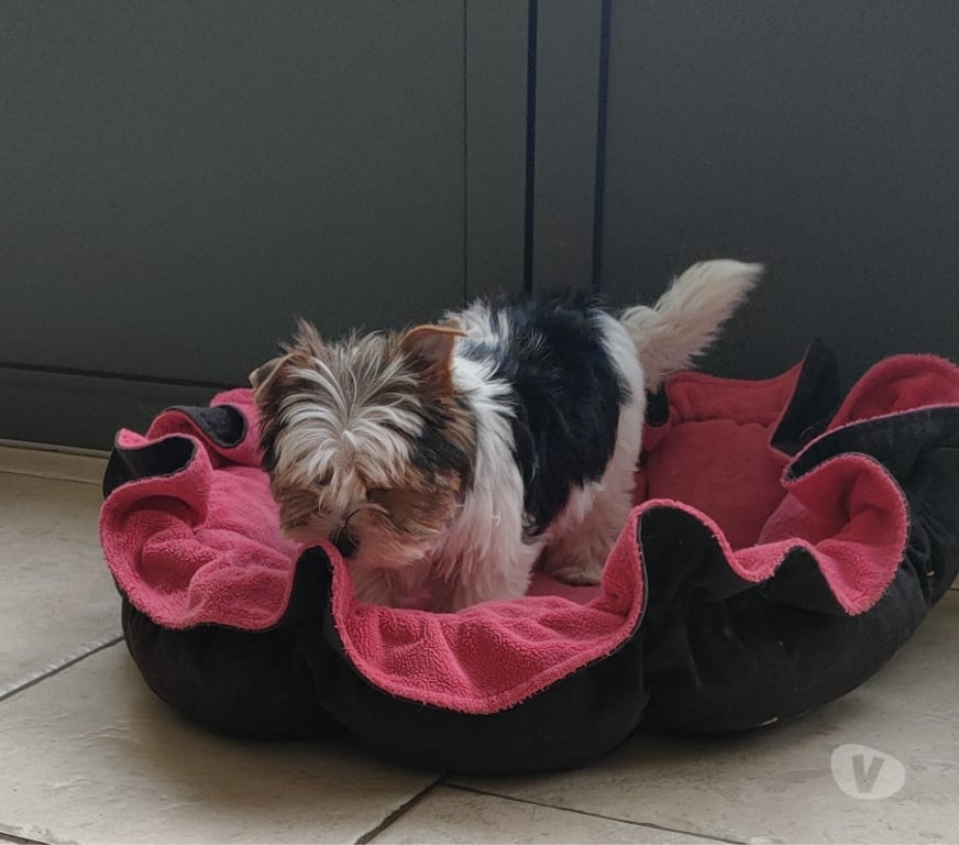 Vente Vienne Poitiers - 86000 - Photos Vivastreet YORKSHIRE BIEWER