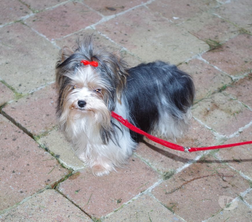 Vente Vienne Poitiers - 86000 - Photos Vivastreet YORKSHIRE BIEWER