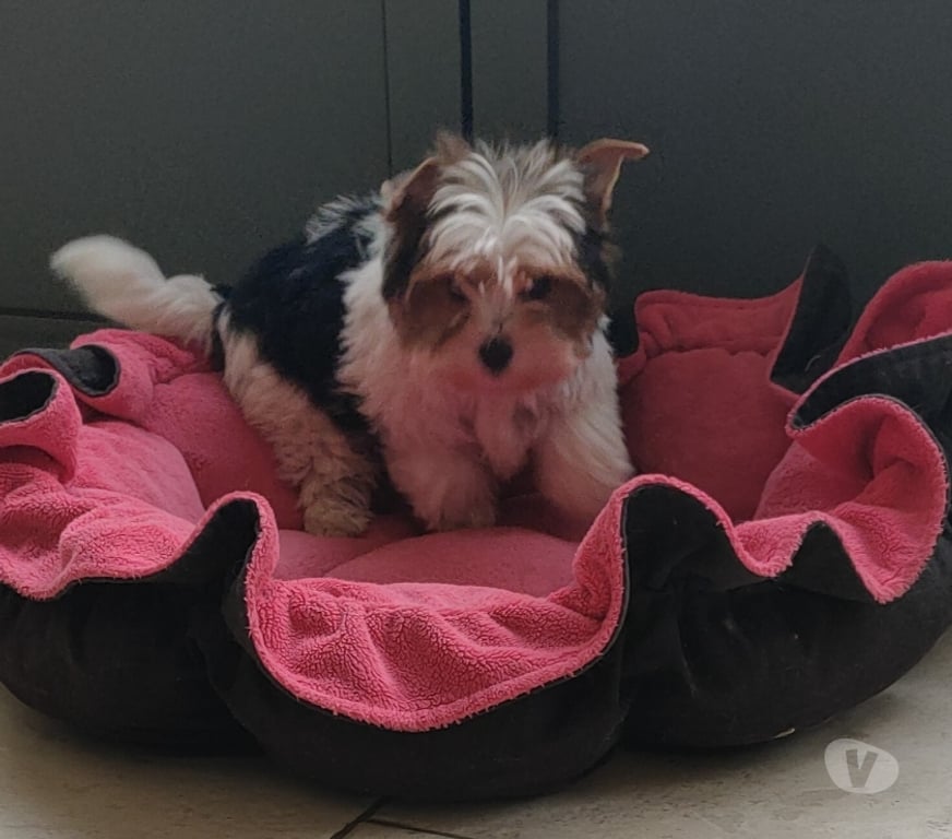 Vente Vienne Poitiers - 86000 - Photos Vivastreet YORKSHIRE BIEWER