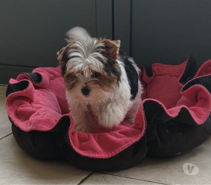 Vente animaux Poitiers Vienne - Photos Vivastreet YORKSHIRE BIEWER