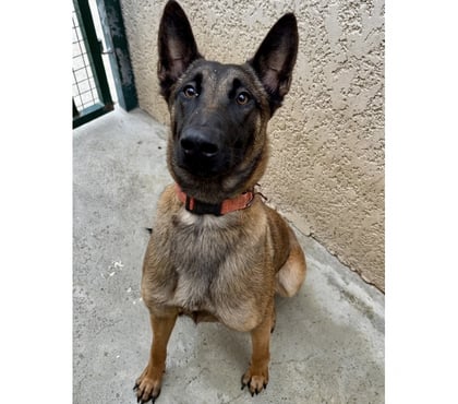 Adoption animaux Beziers Hérault - Photos Vivastreet BERNADETTE, chienne type malinoise, 1 an non lof