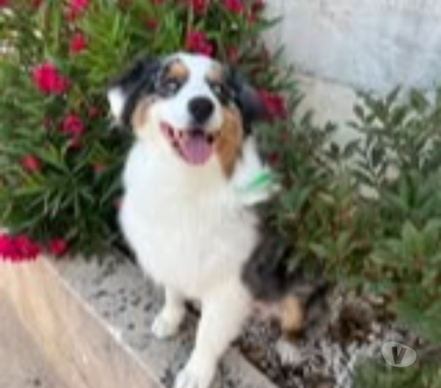 Don animaux Gard Goudargues - 30630 - Photos Vivastreet Chien RIVER à l adoption