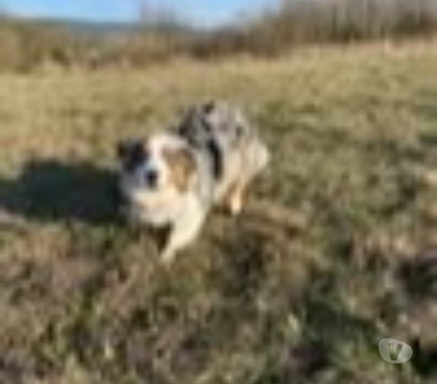 Don animaux Gard Goudargues - 30630 - Photos Vivastreet Chien RIVER à l adoption