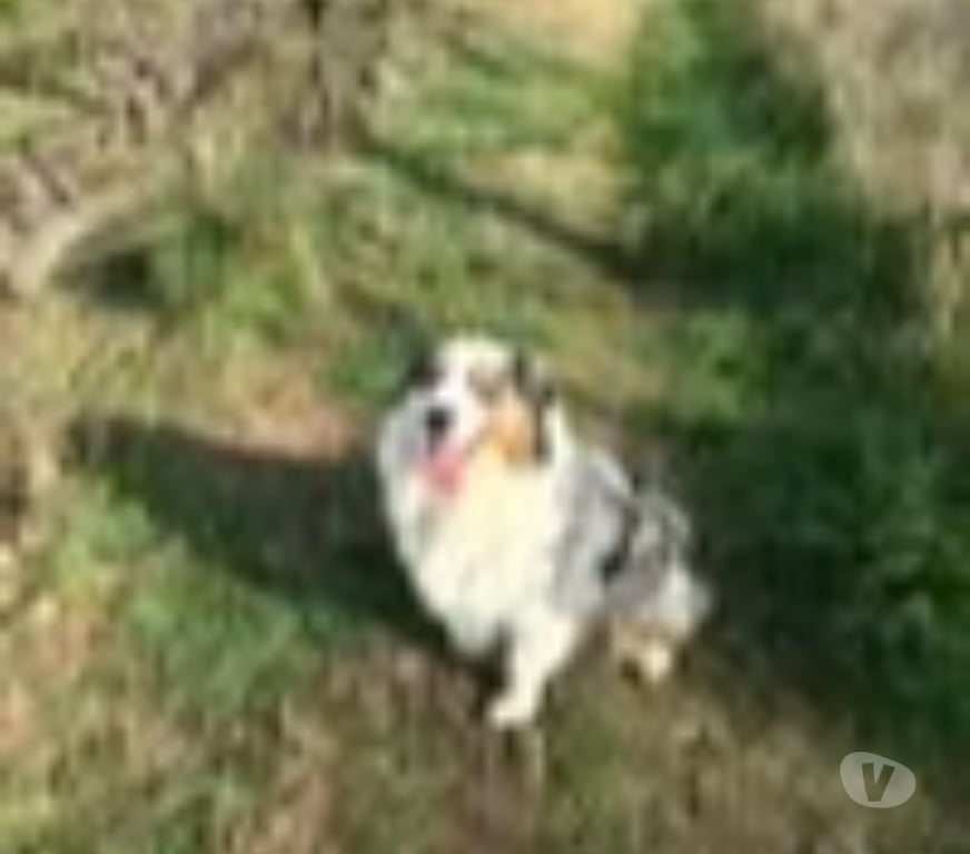 Don animaux Gard Goudargues - 30630 - Photos Vivastreet Chien RIVER à l adoption