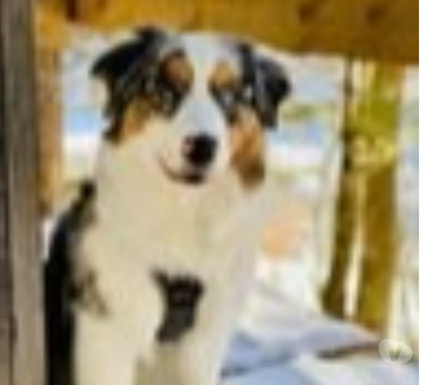 Don animaux Gard Goudargues - 30630 - Photos Vivastreet Chien RIVER à l adoption