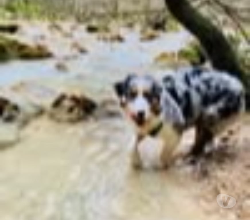 Don animaux Gard Goudargues - 30630 - Photos Vivastreet Chien RIVER à l adoption