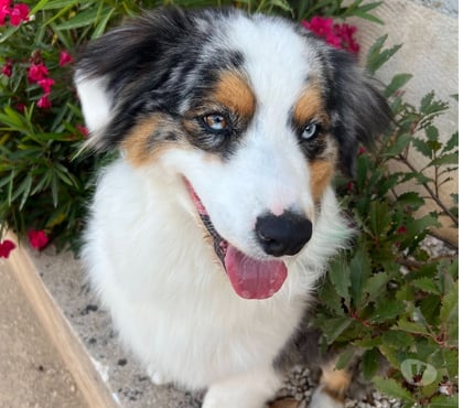 Don animaux Goudargues Gard - Photos Vivastreet Chien RIVER à l adoption