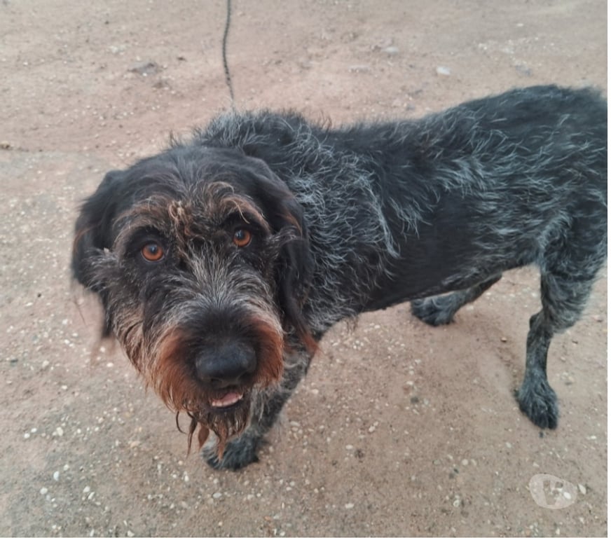 Don animaux Rhône Belleville - 69220 - Photos Vivastreet Chien NINA à l adoption