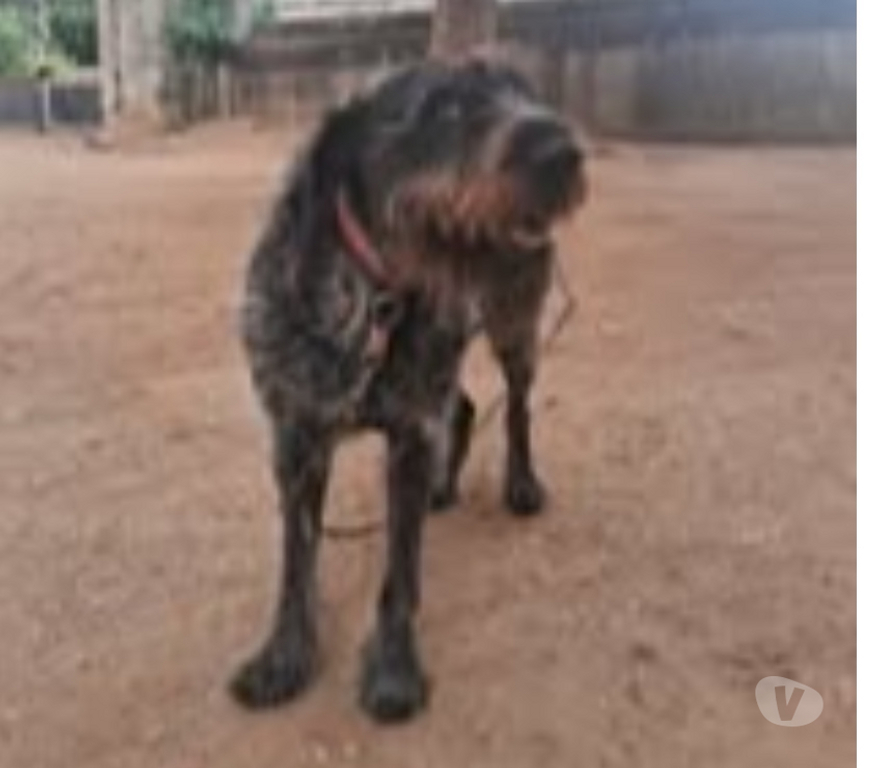 Don animaux Rhône Belleville - 69220 - Photos Vivastreet Chien NINA à l adoption