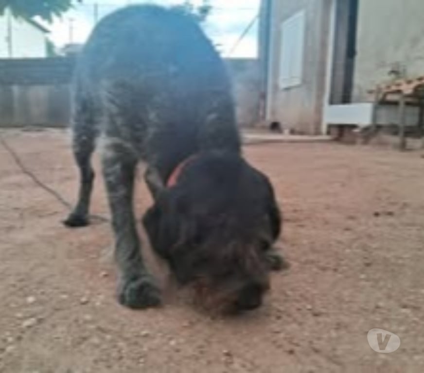 Don animaux Rhône Belleville - 69220 - Photos Vivastreet Chien NINA à l adoption