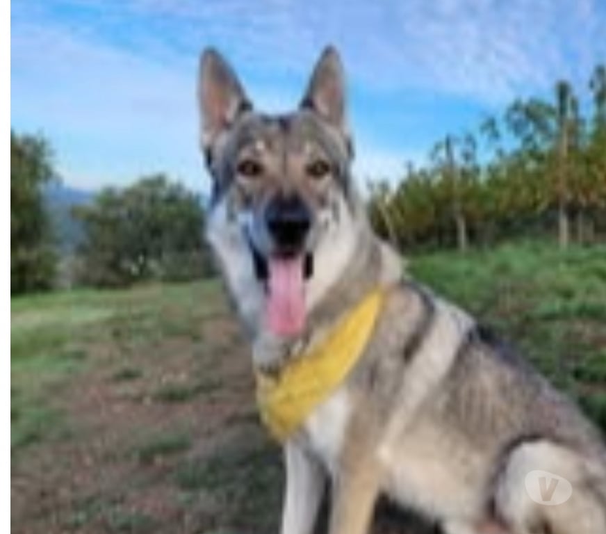 Don animaux Isère Seyssuel - 38200 - Photos Vivastreet Chien JADU à l adoption