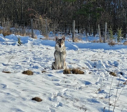 Don animaux Seyssuel Isère - Photos Vivastreet Chien JADU à l adoption