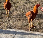 Cop, poules de race