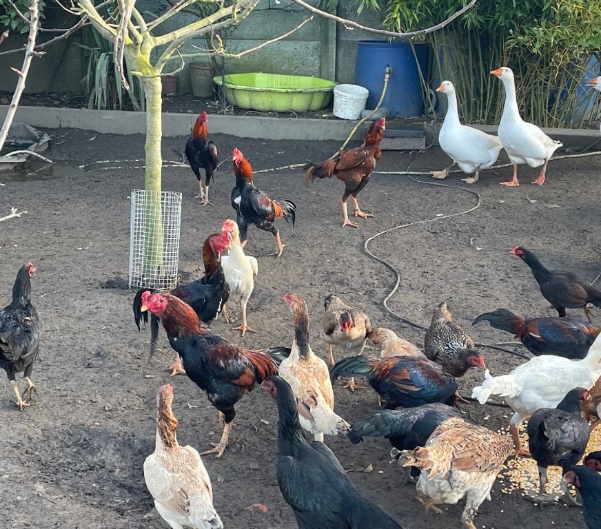 Vente Pas-de-Calais Vermelles - 62980 - Photos Vivastreet Cop, poules de race