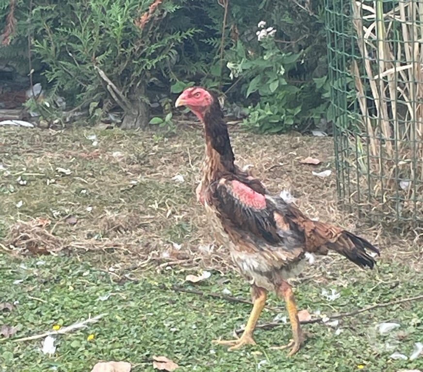 Vente Pas-de-Calais Vermelles - 62980 - Photos Vivastreet Cop, poules de race