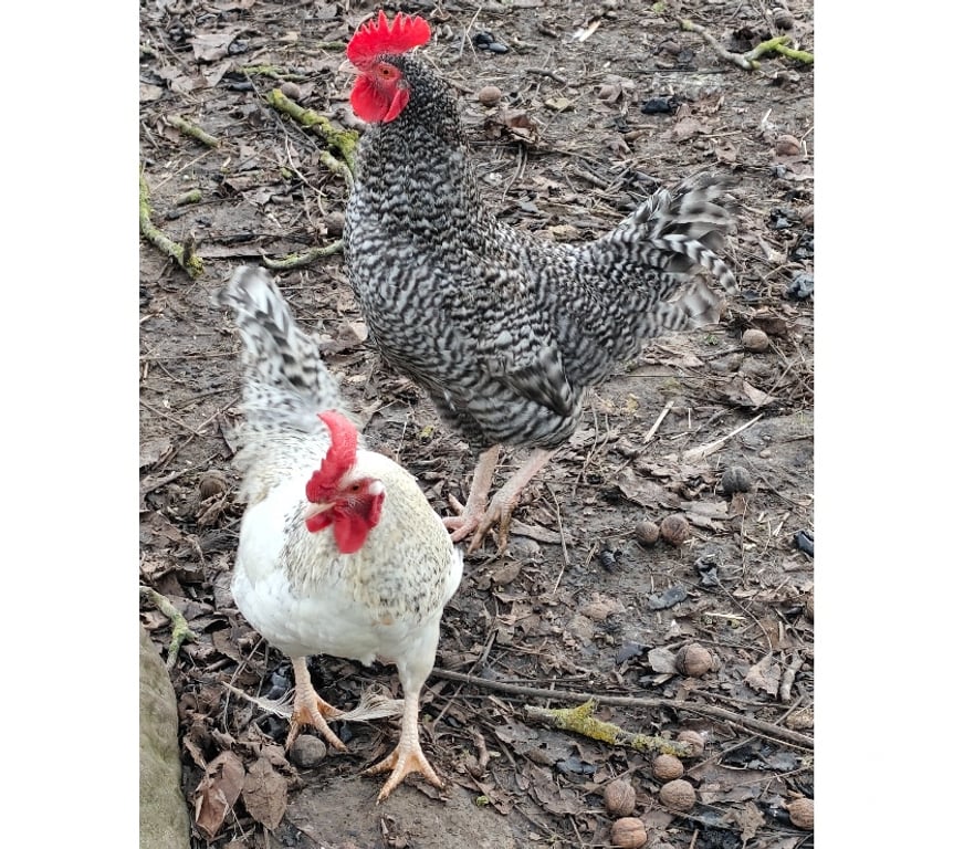 Don animaux Oise Ivors - 60141 - Photos Vivastreet Superbes jeunes coqs de 6 mois