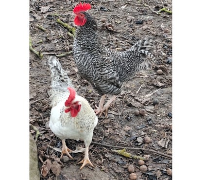 Don animaux Ivors Oise - Photos Vivastreet Superbes jeunes coqs de 6 mois