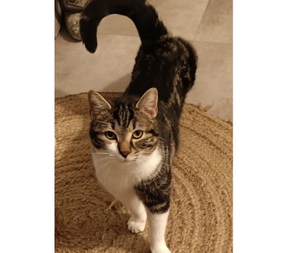 Adoption animaux Beziers Hérault - Photos Vivastreet BILL, chat blanc et tigré 1 an non lof