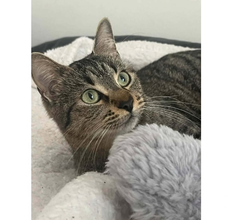 Don animaux Aude Carcassonne - Photos Vivastreet Gaia jeune chatte 1 an tres gentille et caline a adopter