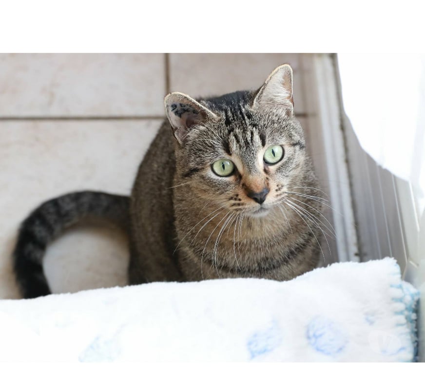 Don animaux Aude Carcassonne - Photos Vivastreet Gaia jeune chatte 1 an tres gentille et caline a adopter