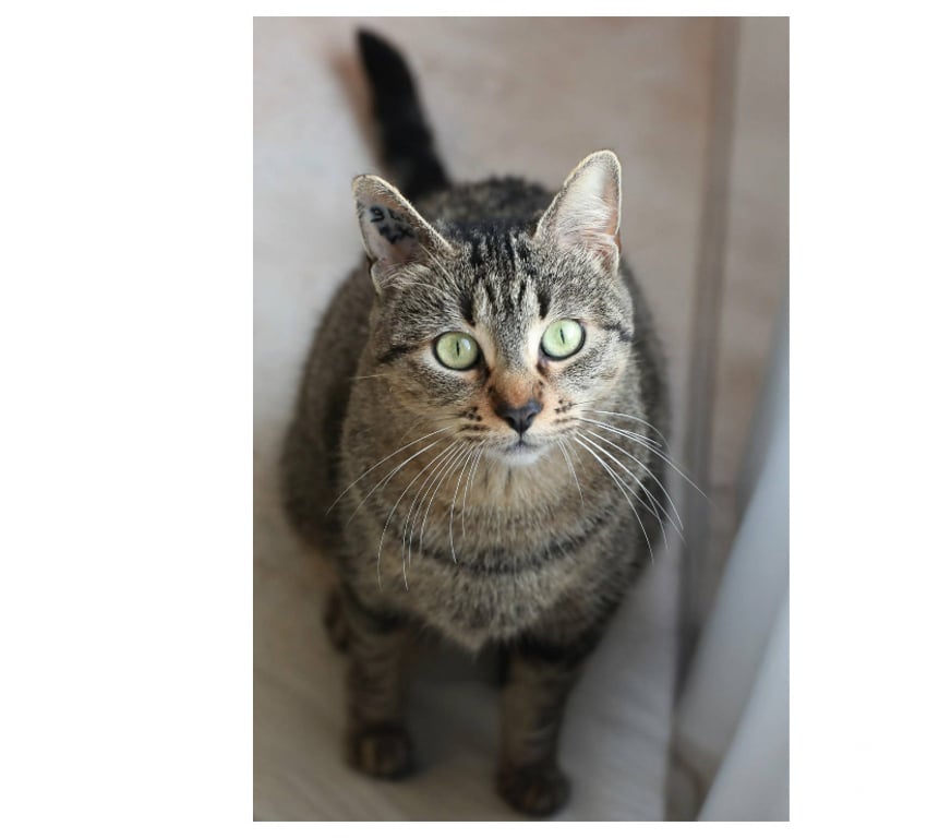 Don animaux Aude Carcassonne - Photos Vivastreet Gaia jeune chatte 1 an tres gentille et caline a adopter