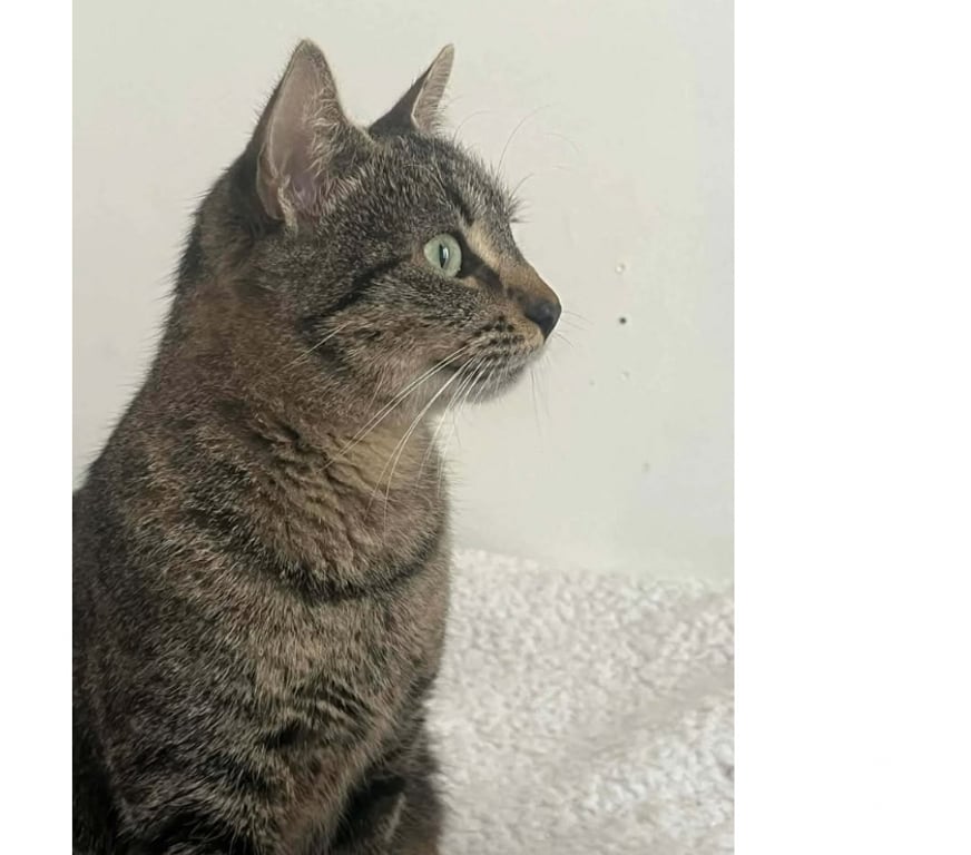 Don animaux Aude Carcassonne - Photos Vivastreet Gaia jeune chatte 1 an tres gentille et caline a adopter