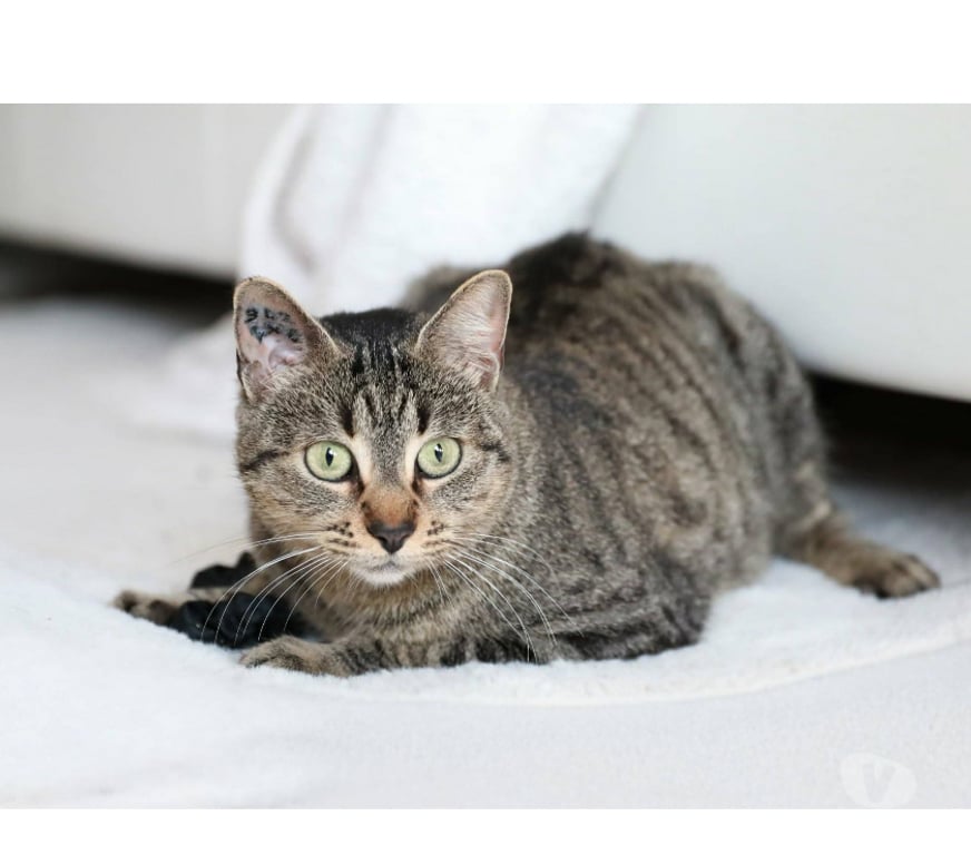 Don animaux Aude Carcassonne - Photos Vivastreet Gaia jeune chatte 1 an tres gentille et caline a adopter