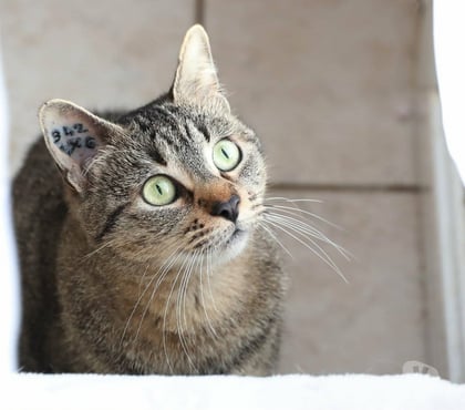 Don animaux Carcassonne Carcassonne - Photos Vivastreet Gaia jeune chatte 1 an tres gentille et caline a adopter