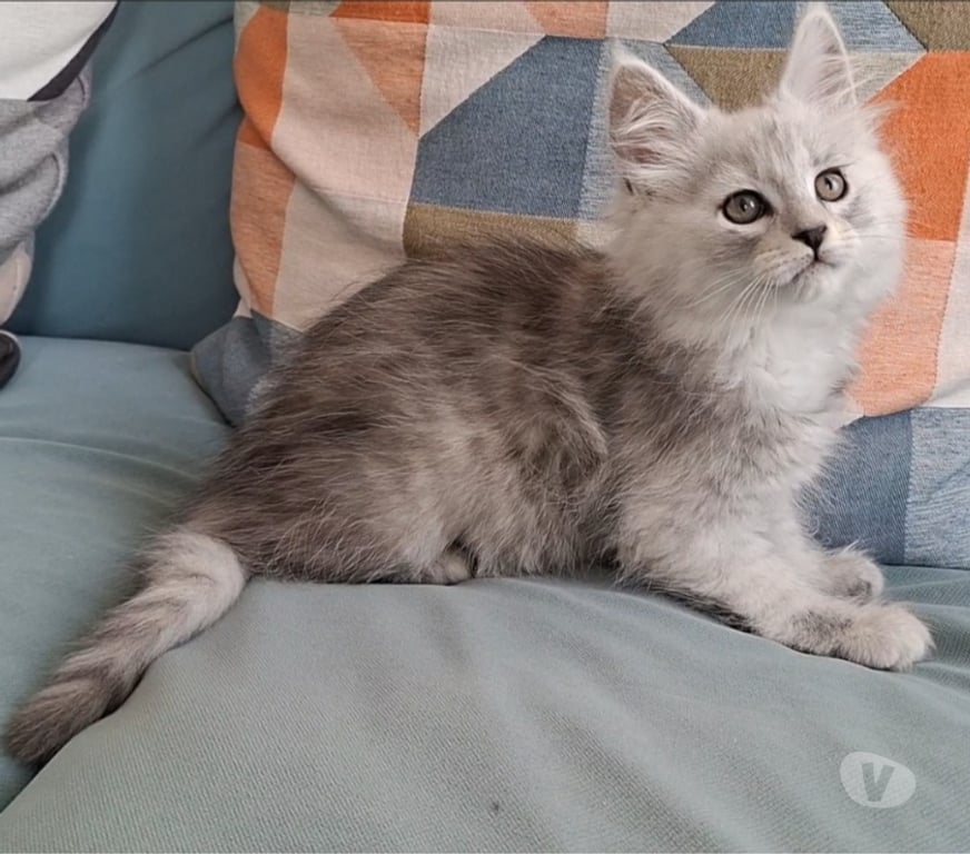 Vente Var Toulon - Photos Vivastreet chaton mâle Maine Coon LOOF