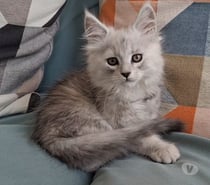 Photos Vivastreet chaton mâle Maine Coon LOOF