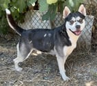 Nimes - Nimes — ALASKA, chienne type husky TRIPATTES 1 an non lof