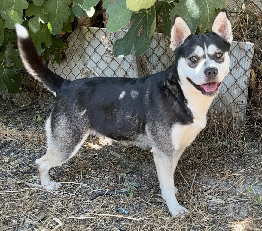 Don animaux Gard Nimes - Photos Vivastreet ALASKA, chienne type husky TRIPATTES 1 an non lof