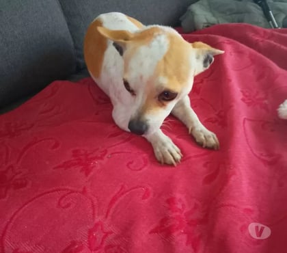 Vente Manchecourt Loiret - Photos Vivastreet chiuahua adulte à vendre