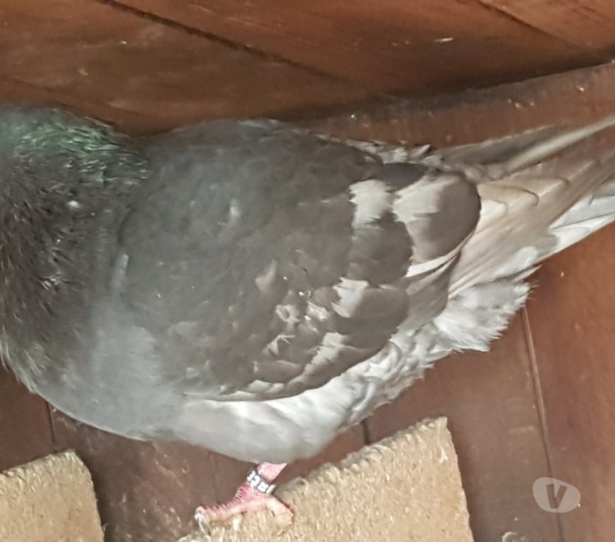 Vente Landes Aire sur l'Adour - 40800 - Photos Vivastreet Pigeons de chair hubbel double poitrine