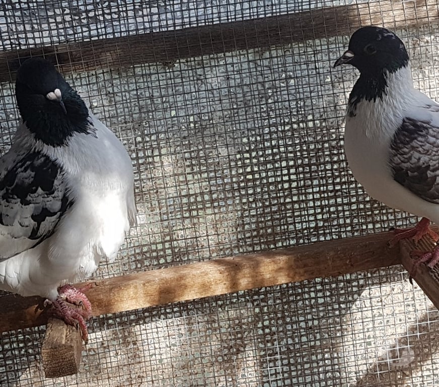 Vente Landes Aire sur l'Adour - 40800 - Photos Vivastreet Pigeons de chair hubbel double poitrine