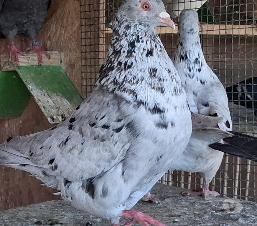 Vente Landes Aire sur l'Adour - 40800 - Photos Vivastreet Pigeons de chair hubbel double poitrine