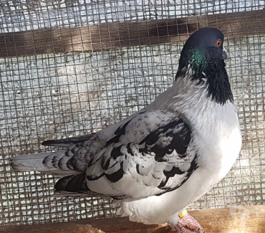 Vente Landes Aire sur l'Adour - 40800 - Photos Vivastreet Pigeons de chair hubbel double poitrine