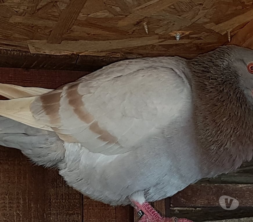 Vente Landes Aire sur l'Adour - 40800 - Photos Vivastreet Pigeons de chair hubbel double poitrine