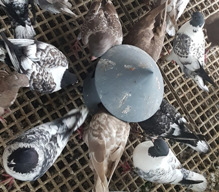 Vente Landes Aire sur l'Adour - 40800 - Photos Vivastreet Pigeons de chair hubbel double poitrine