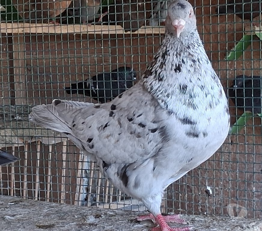 Vente Landes Aire sur l'Adour - 40800 - Photos Vivastreet Pigeons de chair hubbel double poitrine