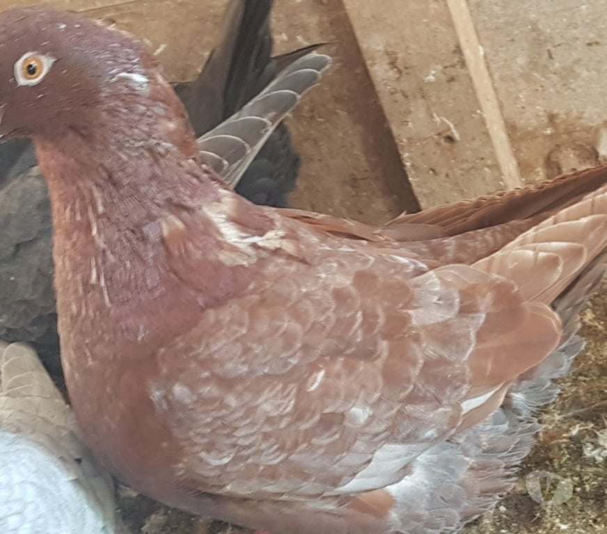 Vente Landes Aire sur l'Adour - 40800 - Photos Vivastreet Pigeons de chair hubbel double poitrine