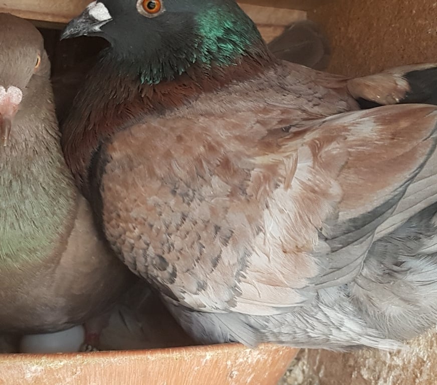 Vente Landes Aire sur l'Adour - 40800 - Photos Vivastreet Pigeons de chair hubbel double poitrine