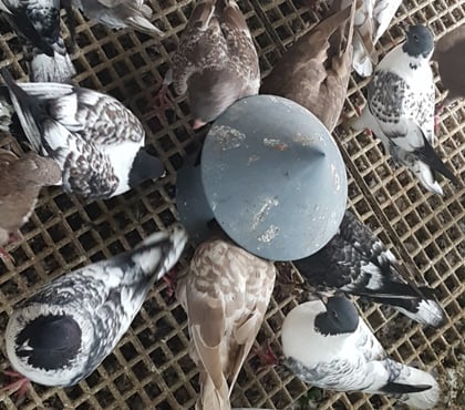 Vente animaux Aire sur l'Adour Landes - Photos Vivastreet Pigeons de chair hubbel double poitrine