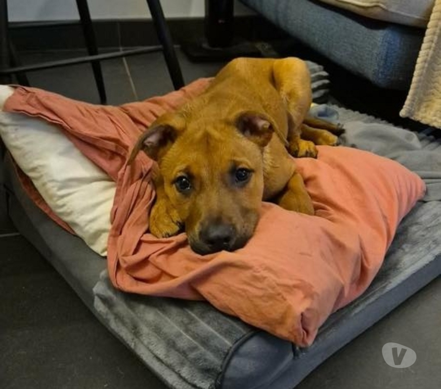 Vente Loire-Atlantique Barbechat - 44450 - Photos Vivastreet Koa, chiot croisé malinois à adopter