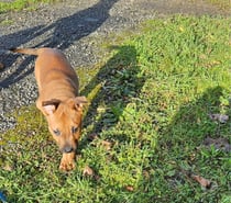 Koa, chiot croisé malinois à adopter