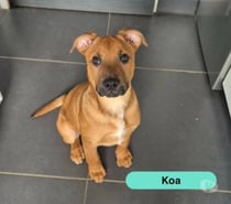 Koa, chiot croisé malinois à adopter