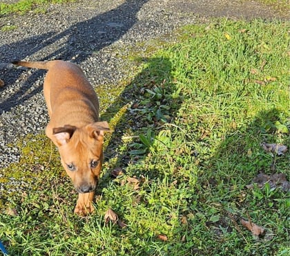 Vente animaux Barbechat Loire-Atlantique - Photos Vivastreet Koa, chiot croisé malinois à adopter