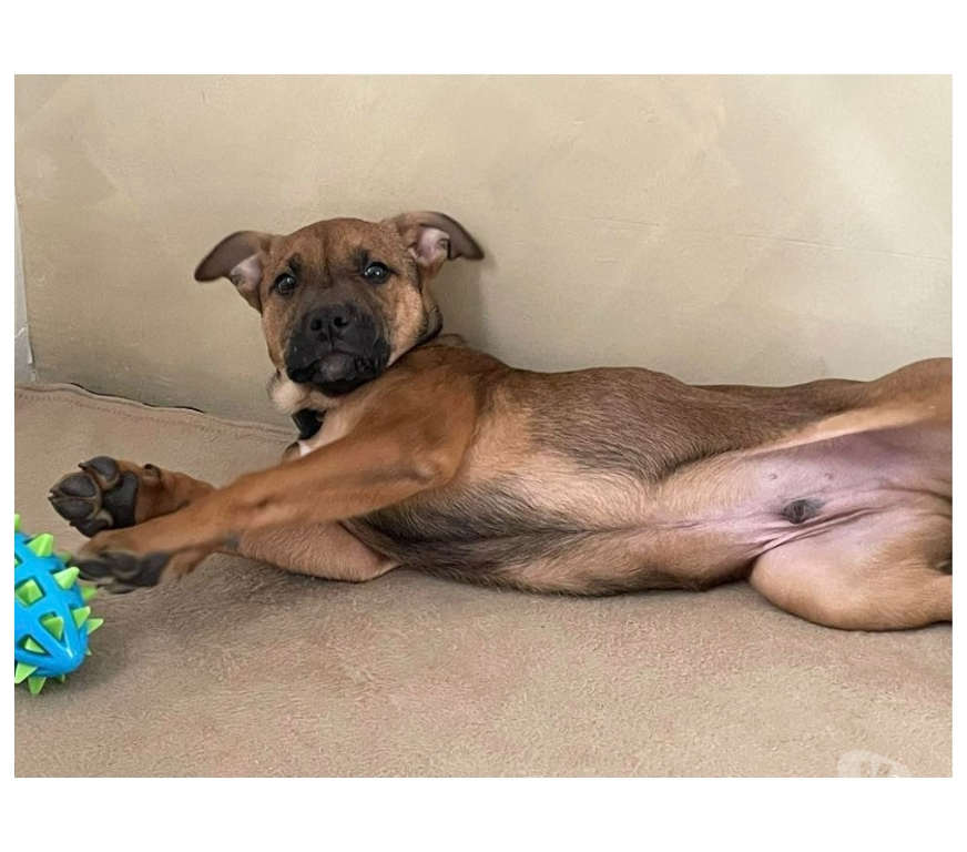 Vente Loire-Atlantique Bonnoeuvre - 44540 - Photos Vivastreet Ragnar, chiot croisé malinois à adopter